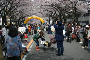 sakura.jpg